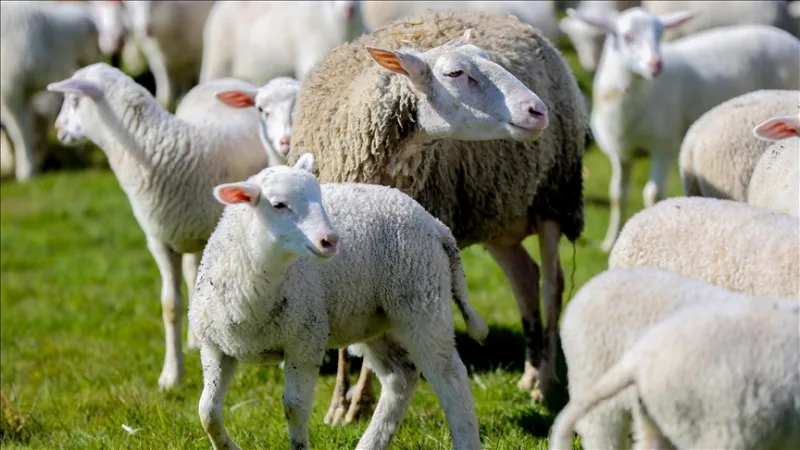 “农村丰收小牲畜扶持”项目现已开始接受申请