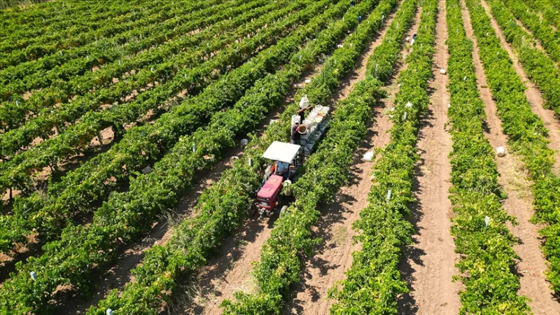 Zemědělcům bude dnes vyplaceno přibližně 17,4 miliardy lir v rámci zemědělských podpůrných plateb