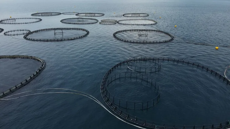 V prvním čtvrtletí tohoto roku dosáhl vývoz ryb z Muğly hodnoty 198 milionů dolarů