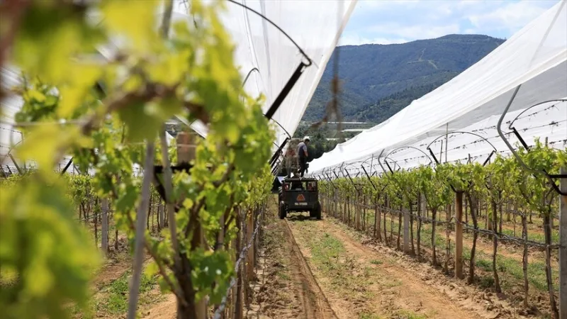 마니사 지역 농가들이 포도밭을 ‘우박 방지망’으로 보호하고 있다
